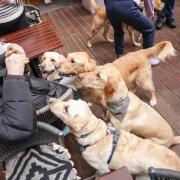 Labrador lovers will delight in the Labrador Cafe in Cardiff this weekend