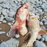 There are concerns about the amount of dead fish found on a Barry beach