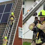 Cat-astrophe avoided after firefighters rescue animal trapped under solar panel