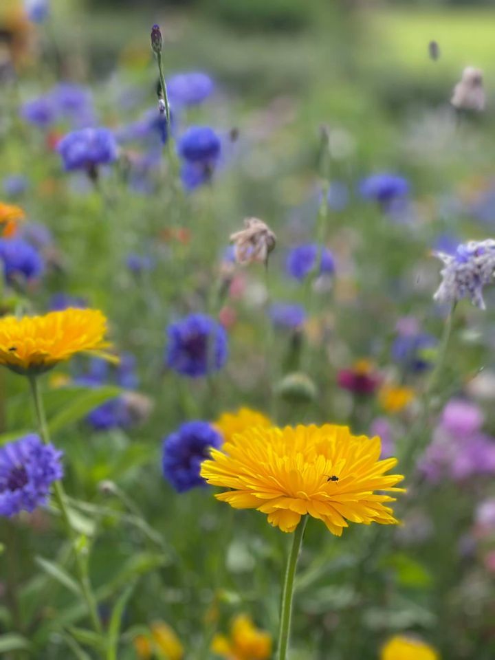 Tracy Powell has been photographing wild flowers