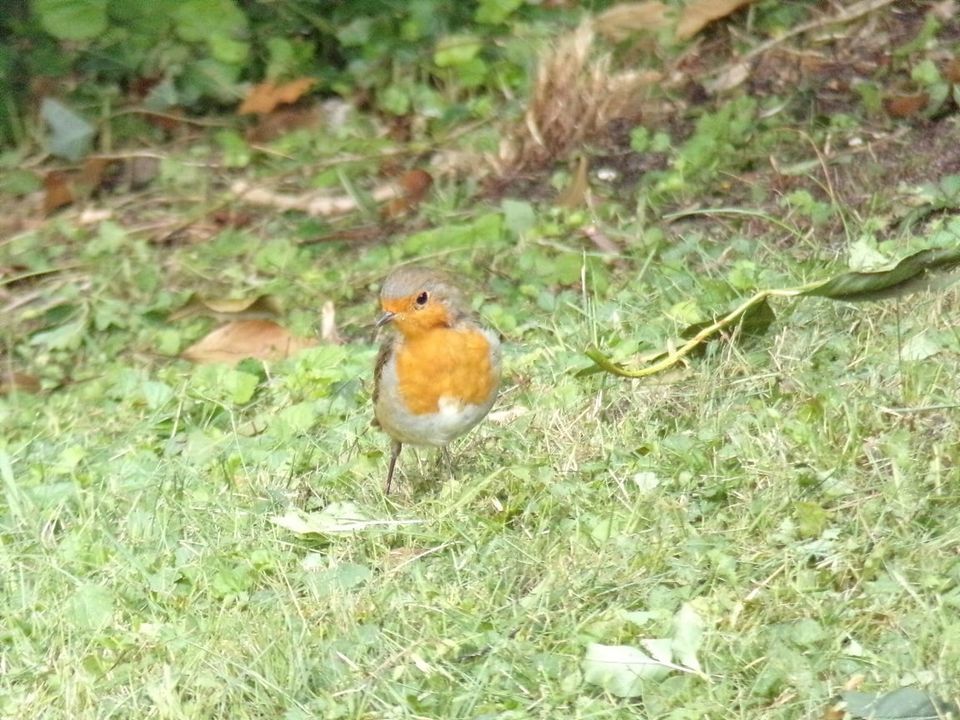 Gwyn Elfed Morgan captured this little robin in the Vale