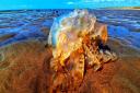 NATURE: Jellyfish out of the water. Picture: Neil Latham