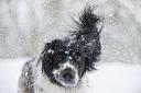 These are the dog breeds most at risk of health complications as temperatures fall, and what owners can do to protect them