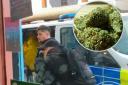 Police seize 300 cannabis plants  in Holton Road, Barry