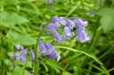 Here's why you shouldn't pick bluebells when going for a walk in the woods