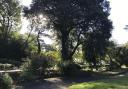 Holm oak tree at Kymin Park in Penarth
