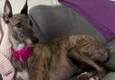Amy the greyhound has gone missing in Penarth. Picture: courtesy of Katherine Jones