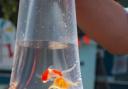Goldfish can become seriously ill and even die from the conditions they are kept in when they are given as pets
