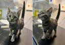 This tabby kitten was found in Penarth