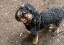 A dog who was kidnapped after a woman was followed and targeted by thieves is believed to be in the South Wales area