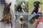 These five dogs are looking for forever homes, from Many Tears Animal Rescue