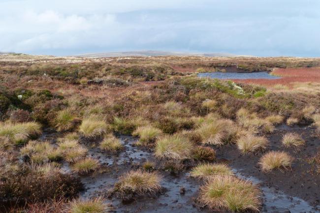 Calls for ban on peat