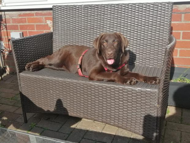 Penarth Times: Gigi, an 11-month-old chocolate Labrador, was grossly overweight when she was found. Picture: RSPCA Cymru.