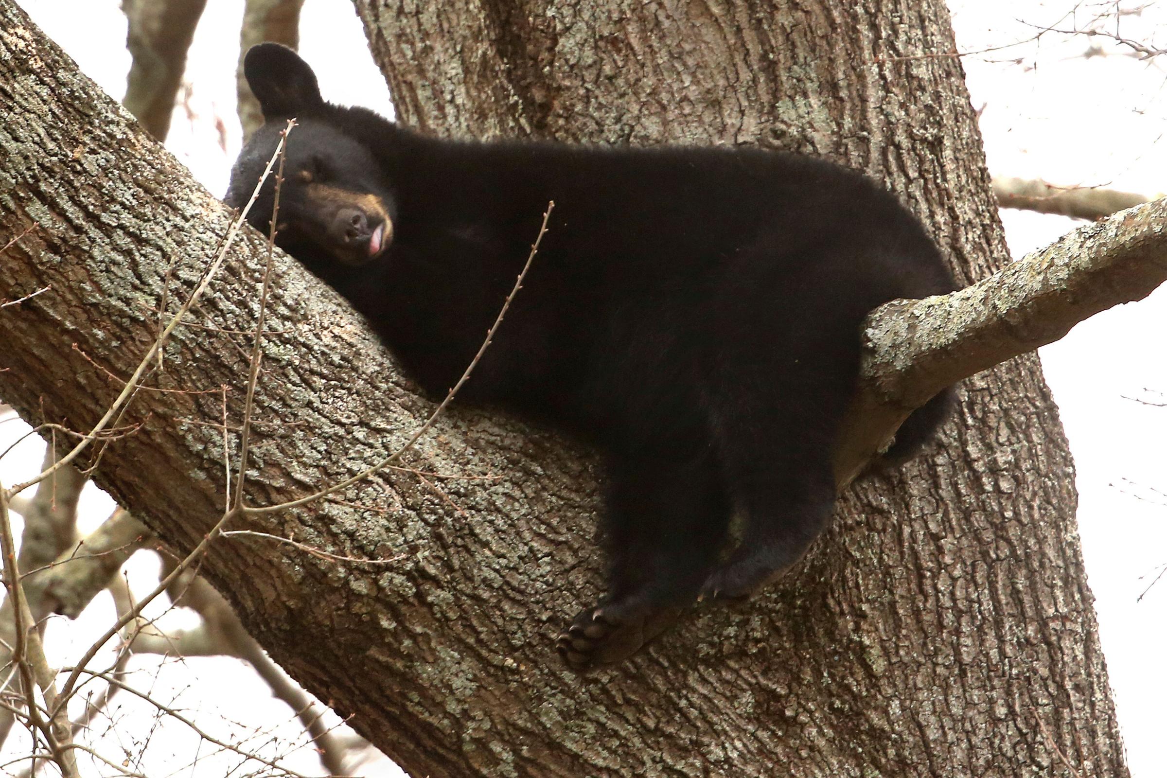 Mother bear and three cubs spotted napping in tree - Vimarsana News