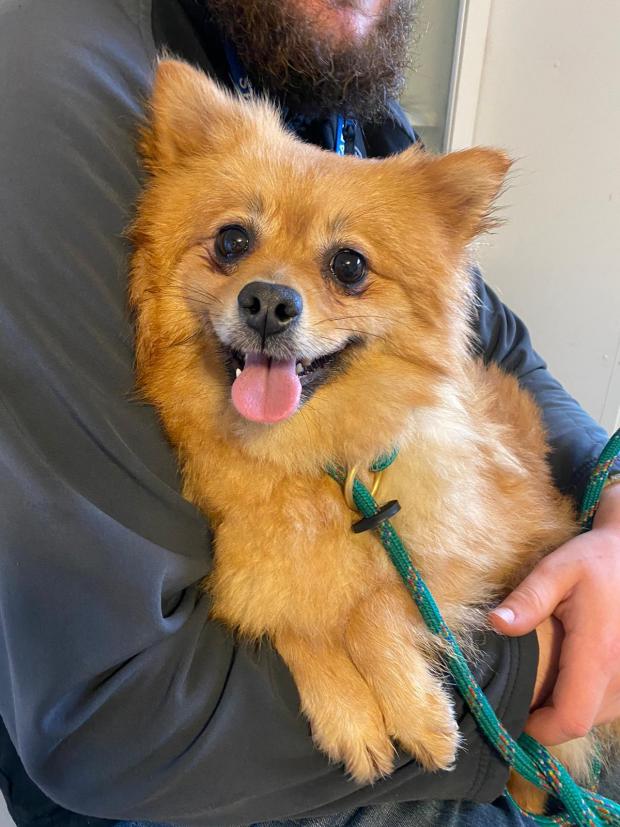 Penarth Times: River - three years old, female, Pomeranian. River is a very scared girl who is looking for a home with someone experienced with scared dogs and where there is at least one other dog in her new home.