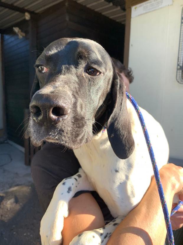 Penarth Times: Harvey - nine months old, male, English Pointer. Harvey is a young pointer who has come to us from a breeder. He is very playful with his kennel friends but is very worried around humans and so would like a dog of a similar size in his new home to be his