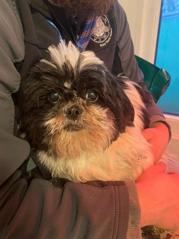 Penarth Times: Suki - six years old, female, Shih Tzu. Suki is quite a scared girl and worried to find herself here. She is looking for a calm and quiet adult only home with someone who has another kind dog to be her friend.
