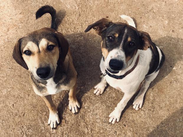 Penarth Times: Rick & Morty - two years old, Male, Cross Breed. Ricky and Morty have come to us all the way from the Democratic Republic of Congo after being rescued by some Brits who were working on a UN Camp there. They are wonderful dogs who are so lovely and