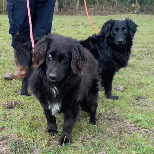 Penarth Times: Josh & Joey - two years old, Male, Collie. Josh and Joey have come to us together and would really like to find a home together. They both have issues with their eyesight but both cope really well and rely on each other for support. They really love