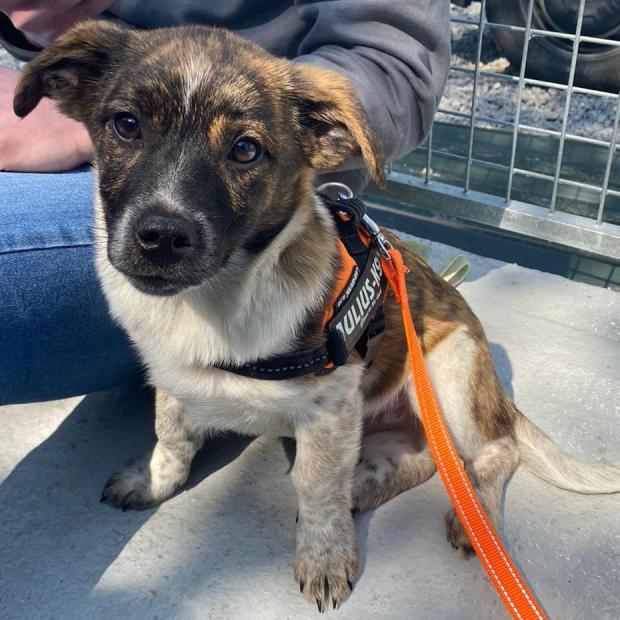 Penarth Times: Pea - four months old, male, cross breed. Pea has come to us from Romania alongside his mum and four siblings. Since arriving with us he has really started to come out of his shell and just loves to have lots of cuddles and fuss! He also really loves to