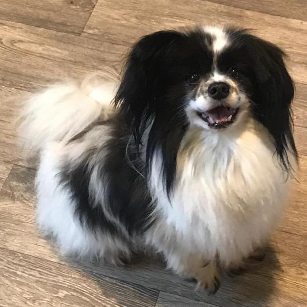 Penarth Times: Bobby - eight years old, male, Papillon and Tucker - four years old, male, Papillon. Bobby and Tucker have come to us from a home as unfortunately their owner no longer had time for them so made the heartbreaking decision to part with them. They are