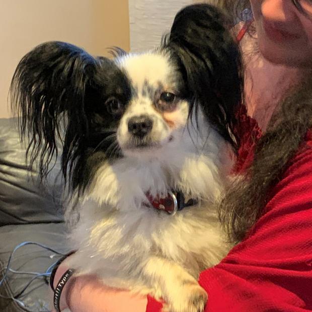 Penarth Times: Bobby - eight years old, male, Papillon and Tucker - four years old, male, Papillon. Bobby and Tucker have come to us from a home as unfortunately their owner no longer had time for them so made the heartbreaking decision to part with them. They are