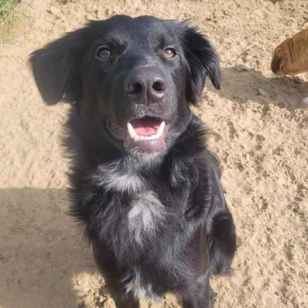 Penarth Times: Potato - one year old, male, cross breed. Potato originally came to us from Romania as a puppy but was sadly returned to us as he didn't settle in his new home. Potato can be very unsure of men and can also be reactive on walks. He will need an