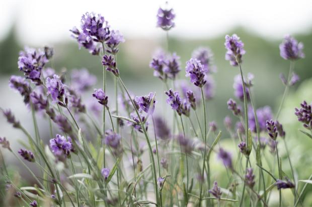 Penarth Times: Lavender field. Credit: Canva