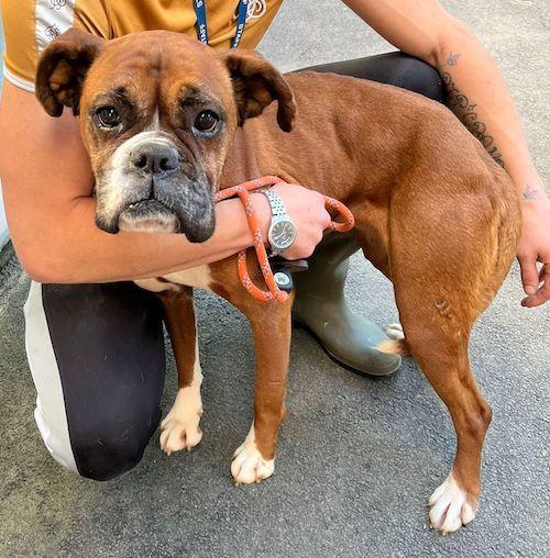Penarth Times: Trouble - five years old, female, Boxer. Trouble is a confident girl who is happy to jump up to say hello and ask for a fuss, but does need to learn some manners still. She is so much fun and could live with other dogs or be an only dog. She cannot be