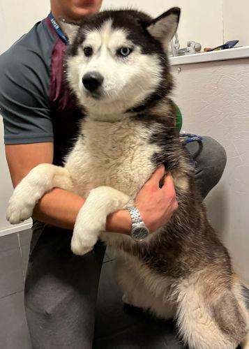 Penarth Times: Ketty - two years old, female, Husky. Ketty is an utter delight and everyone who meets her just loves her! She greets everyone with a waggy tail and loves to sing to you. She could be homes as an only dog or could live with other dogs but cannot live