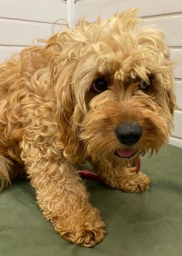 Penarth Times: Boop - two years old, female, Cockapoo. Boop has come to us from a breeder and is a terrified little girl who needs a calm and quiet adult only home with someone who has prior experience of scared ex-breeding dogs. She will need lots of love, kindness