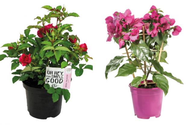 Penarth Times: (left) Garden Rose and (right) Bougainvillea (Lidl/Canva)