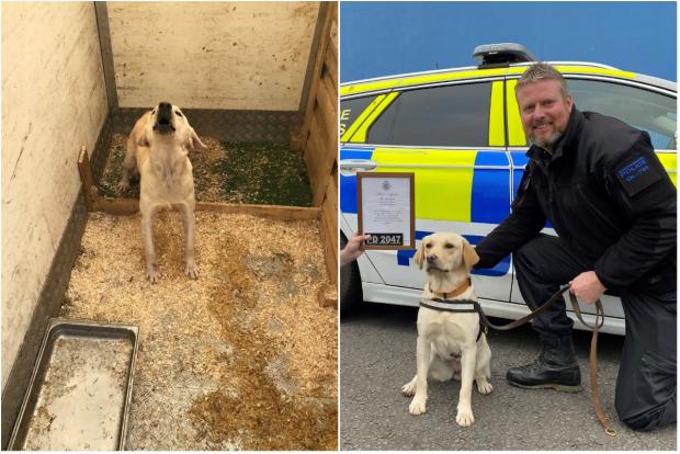 Penarth Times: This Labrador was found at an unlicensed puppy farm, but has now recovered and has gone on to join Gloucestershire Constabulary. Picture: RSPCA Cymru.
