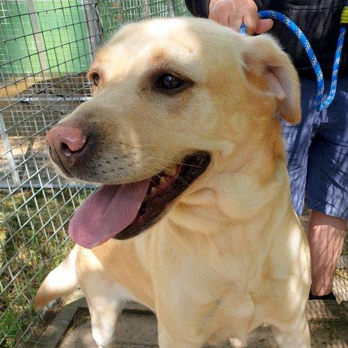 Penarth Times: Yellow - four years old, female, Labrador. Yellow has come to us from a breeder but is very people oriented and affectionate and has a constantly waggy tail. She isn't keen on other dogs and so would prefer to be homed as an only dog and could live