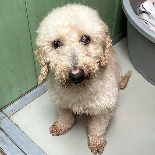 Penarth Times: Pancake - seven years old, male, poodle. Pancake is a typical poodle and is so sweet natured, loving, comical and affectionate. Pancake is a firm favourite with many of the staff and is a little snuggle monster! His confidence has grown so much since he