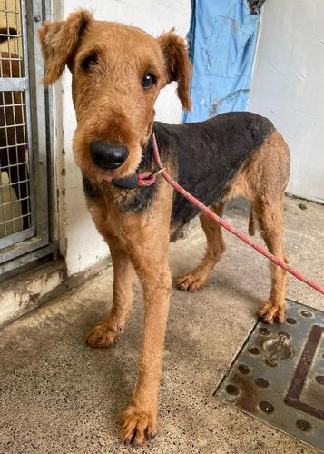 Penarth Times: Given - three years old, female, Airedale Terrier. Given has come to us from a breeder and is a little nervous and worried at the moment. She is a stunning looking girl and can already walk on a lead, with practice she should enjoy going for lots of