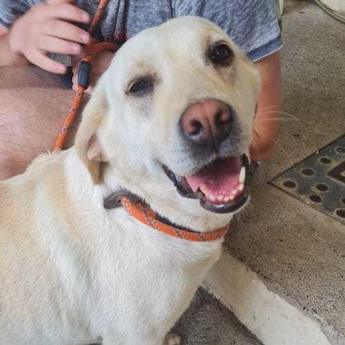 Penarth Times: Thankful - five years old, female, Labrador. Thankful is a happy, loving and waggy-tailed girl who is so excited to see you and will come straight up to you for a fuss. She has never lived in a home before so would benefit from having another kind dog in