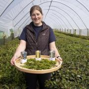 Vale grown tea takes to the shelves at Fortnum and Mason