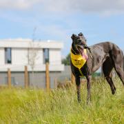 Dogs Trust is the UK’s largest dog welfare charity and normally cares for around 14,000 dogs across its network of 20 rehoming?centres?in the UK and one in Dublin.