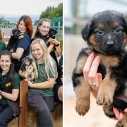 First litter of pups land at Dogs Trust Cardiff – and they’re ready for new homes