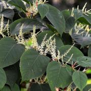 Japanese knotweed can cause a fair amount of damage to property if left alone