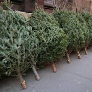 Christmas trees will be collected by the council this year