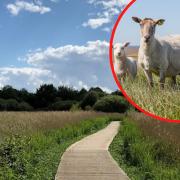 Sheep will be grazing in Cosmeston in November