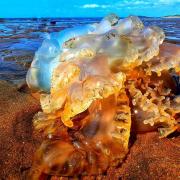 NATURE: Jellyfish out of the water. Picture: Neil Latham