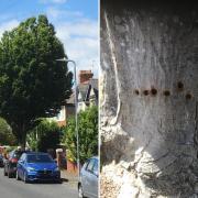 A Hornbeam tree on Dyserth Road has been drilled into (Picture: Vale of Glamorgan Council)
