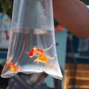 Goldfish can become seriously ill and even die from the conditions they are kept in when they are given as pets