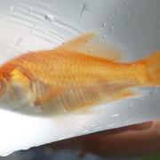 Goldfish given away at fairs are the main target of the RSPCA campaign