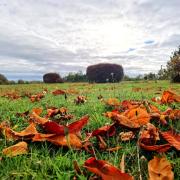 STUNNING: Autumn leaves in Penarth by Nadezna Mandhari