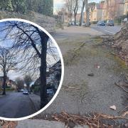 Penarth pavements are becoming uneven because of tree roots