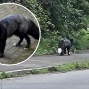 A rare black fox is currently on the loose in a South Wales town